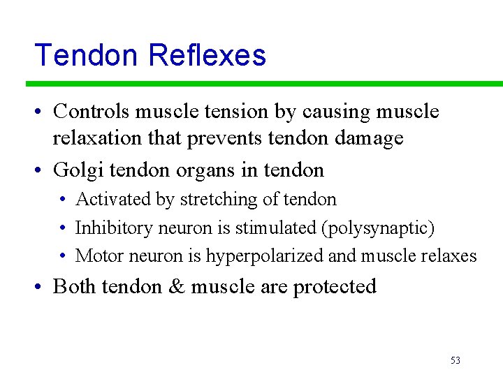 Tendon Reflexes • Controls muscle tension by causing muscle relaxation that prevents tendon damage