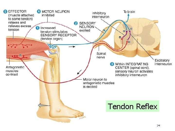 Tendon Reflex 54 