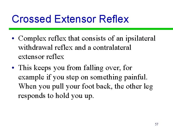 Crossed Extensor Reflex • Complex reflex that consists of an ipsilateral withdrawal reflex and