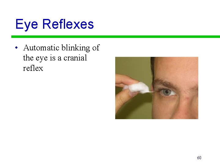 Eye Reflexes • Automatic blinking of the eye is a cranial reflex 60 