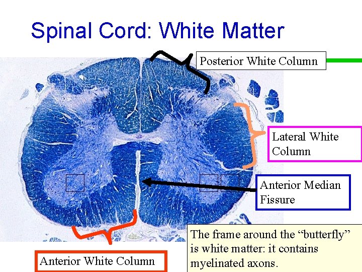 Spinal Cord: White Matter Posterior White Column Lateral White Column Anterior Median Fissure Anterior