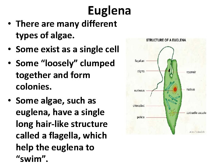 Euglena • There are many different types of algae. • Some exist as a