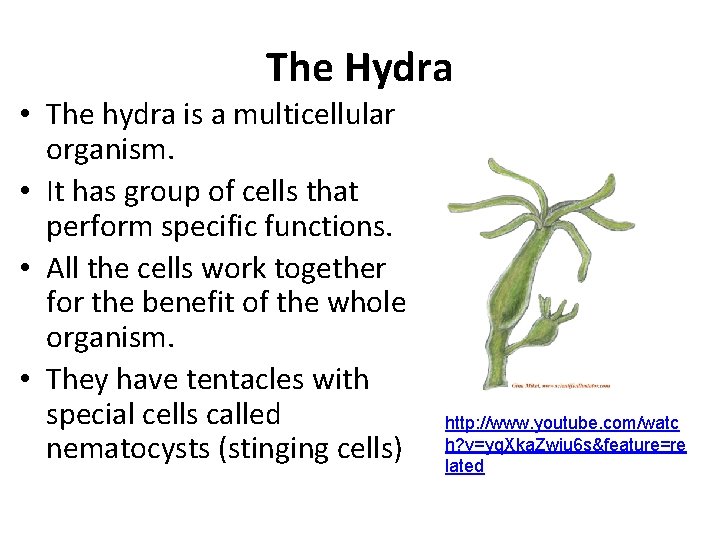 The Hydra • The hydra is a multicellular organism. • It has group of