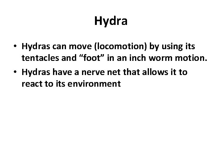 Hydra • Hydras can move (locomotion) by using its tentacles and “foot” in an