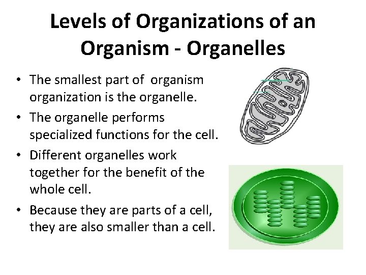 Levels of Organizations of an Organism - Organelles • The smallest part of organism