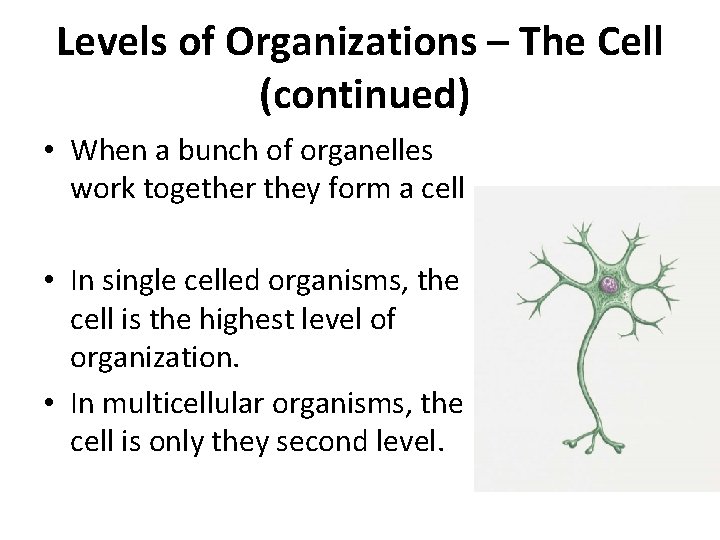 Levels of Organizations – The Cell (continued) • When a bunch of organelles work