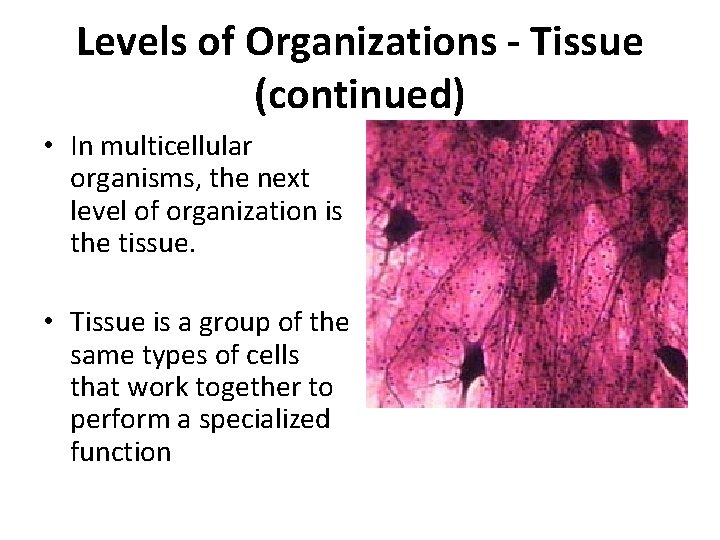 Levels of Organizations - Tissue (continued) • In multicellular organisms, the next level of