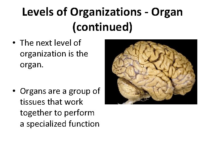 Levels of Organizations - Organ (continued) • The next level of organization is the