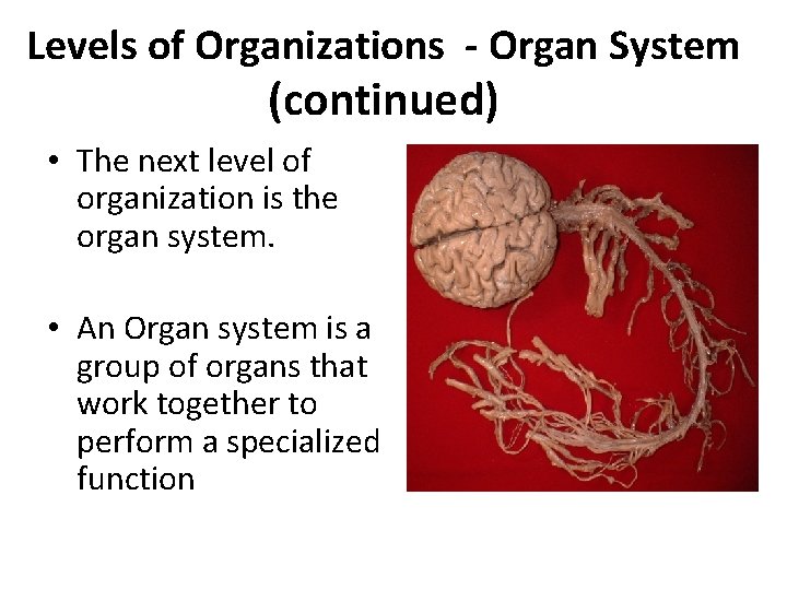 Levels of Organizations - Organ System (continued) • The next level of organization is
