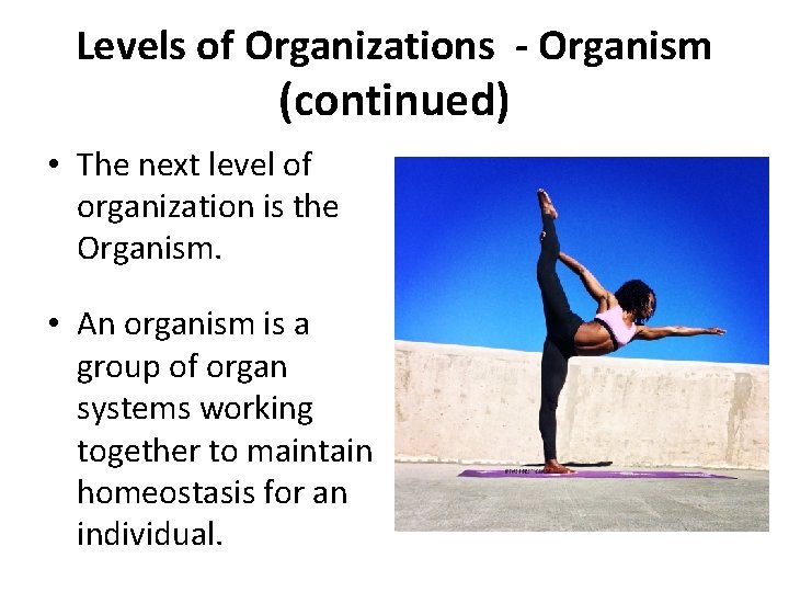 Levels of Organizations - Organism (continued) • The next level of organization is the