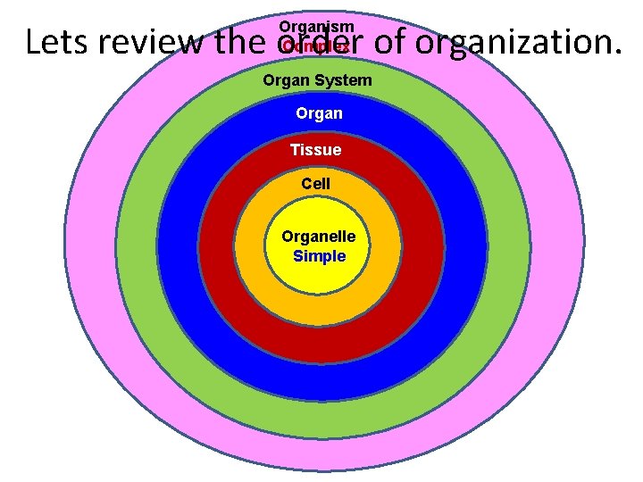 Lets review the order of organization. Organism Complex Organ System Organ Tissue Cell Organelle