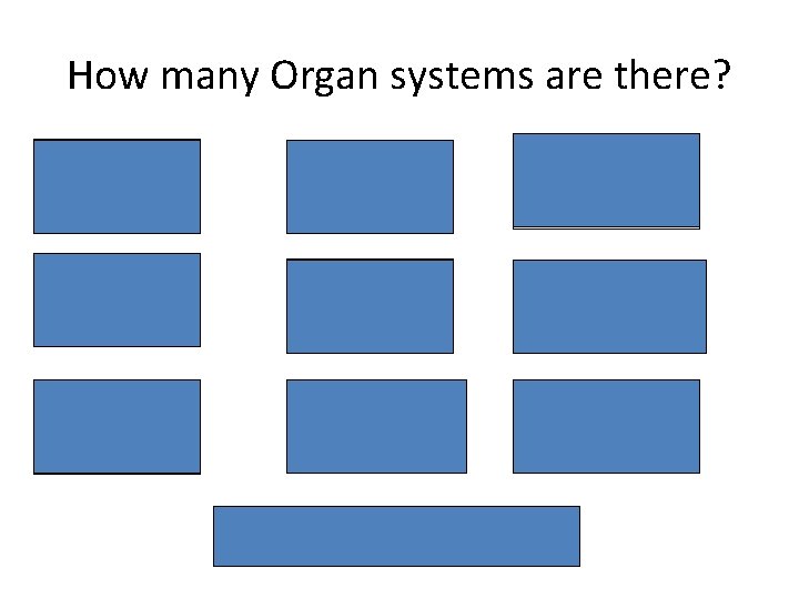 How many Organ systems are there? Nervous System Muscular System Excretory System Skeletal System