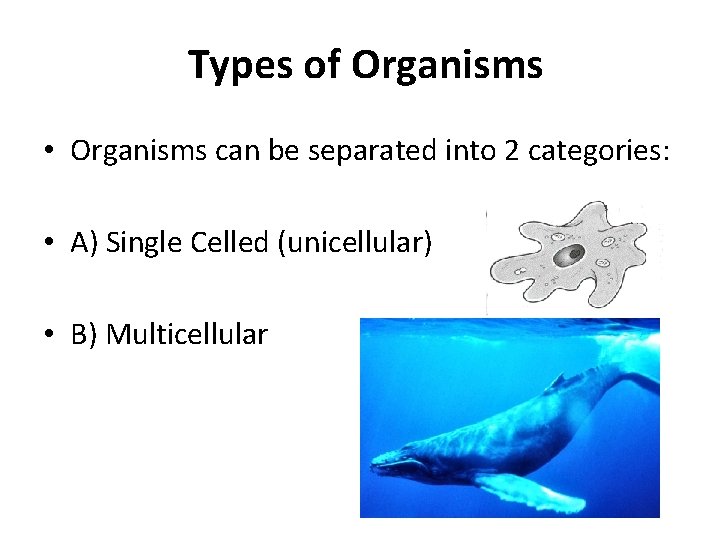 Types of Organisms • Organisms can be separated into 2 categories: • A) Single