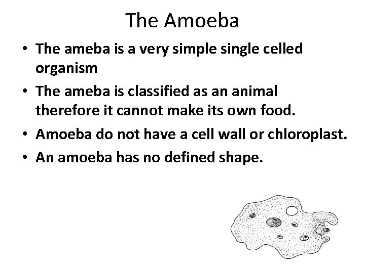 The Amoeba • The ameba is a very simple single celled organism • The