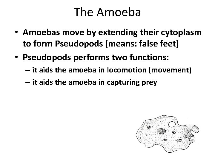 The Amoeba • Amoebas move by extending their cytoplasm to form Pseudopods (means: false