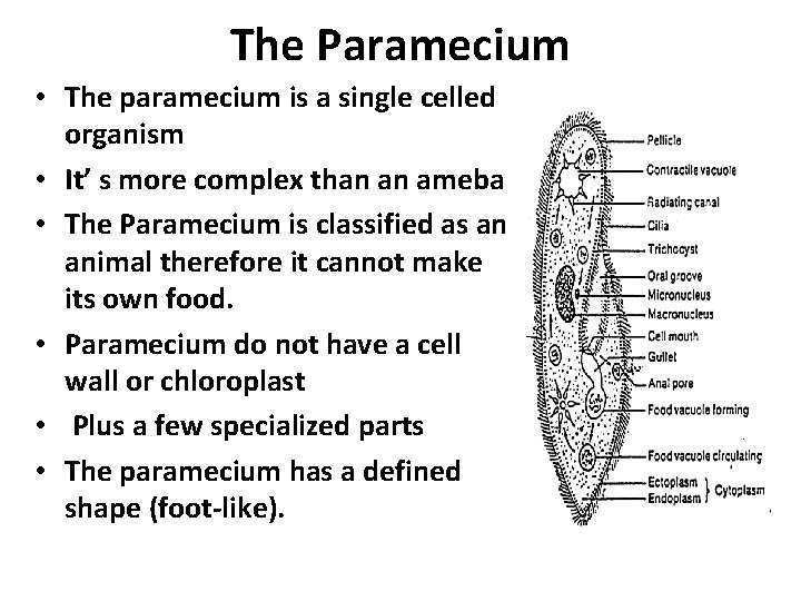 The Paramecium • The paramecium is a single celled organism • It’ s more