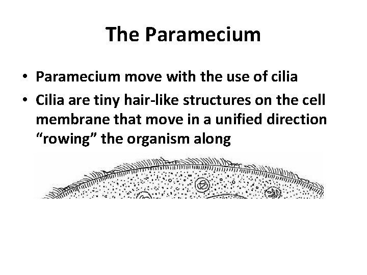 The Paramecium • Paramecium move with the use of cilia • Cilia are tiny
