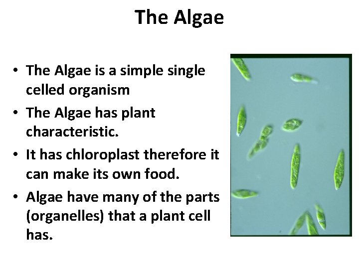 The Algae • The Algae is a simple single celled organism • The Algae