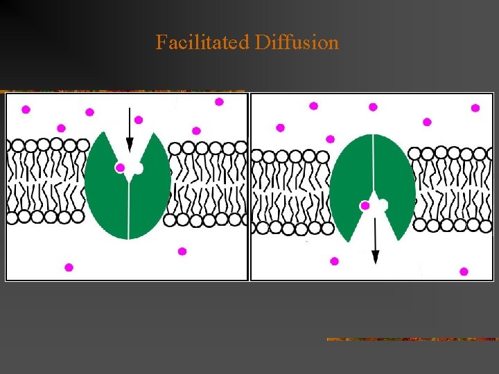 Facilitated Diffusion 