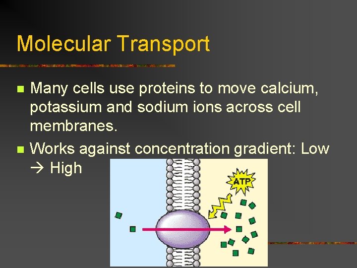 Molecular Transport n n Many cells use proteins to move calcium, potassium and sodium