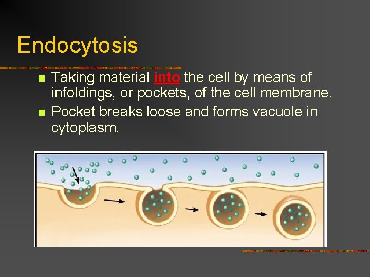Endocytosis n n Taking material into the cell by means of infoldings, or pockets,