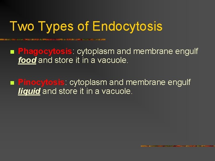 Two Types of Endocytosis n Phagocytosis: cytoplasm and membrane engulf food and store it