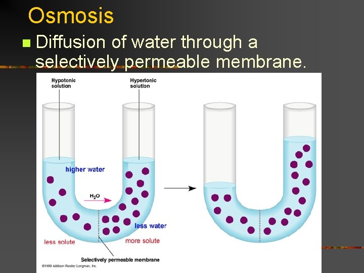 Osmosis n Diffusion of water through a selectively permeable membrane. 