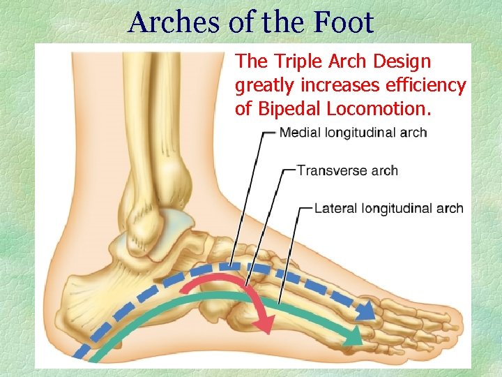 Arches of the Foot The Triple Arch Design greatly increases efficiency of Bipedal Locomotion.