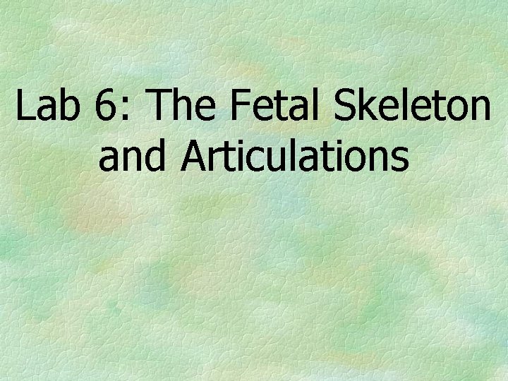 Lab 6: The Fetal Skeleton and Articulations 