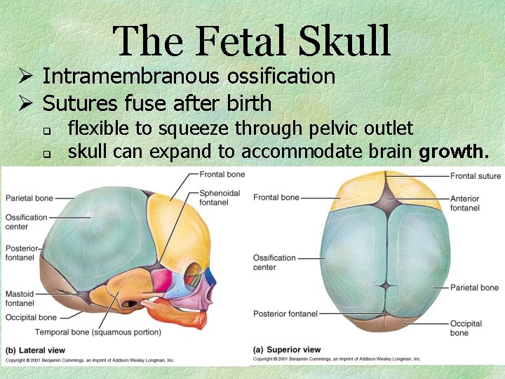 The Fetal Skull Ø Intramembranous ossification Ø Sutures fuse after birth q q flexible