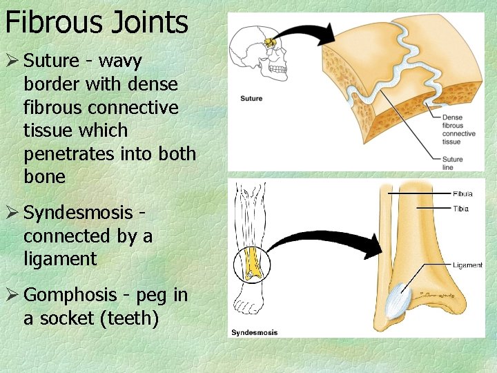 Fibrous Joints Ø Suture - wavy border with dense fibrous connective tissue which penetrates