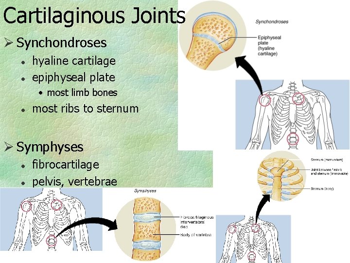 Cartilaginous Joints Ø Synchondroses l l hyaline cartilage epiphyseal plate • most limb bones