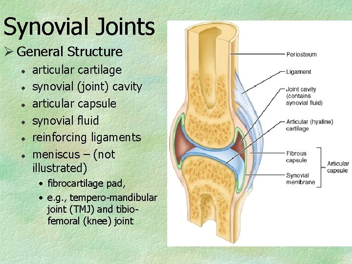 Synovial Joints Ø General Structure l l l articular cartilage synovial (joint) cavity articular