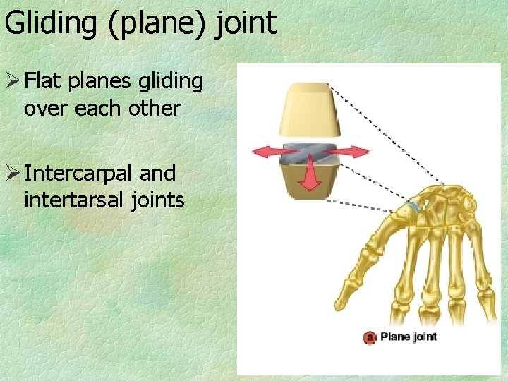 Gliding (plane) joint Ø Flat planes gliding over each other Ø Intercarpal and intertarsal