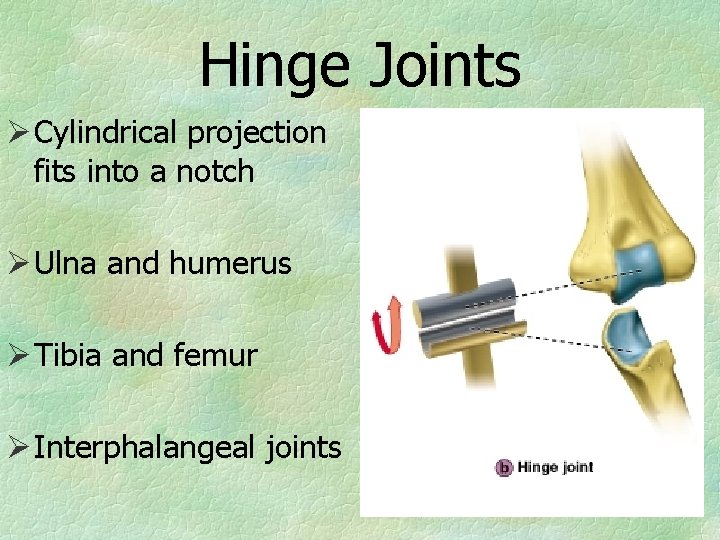 Hinge Joints Ø Cylindrical projection fits into a notch Ø Ulna and humerus Ø