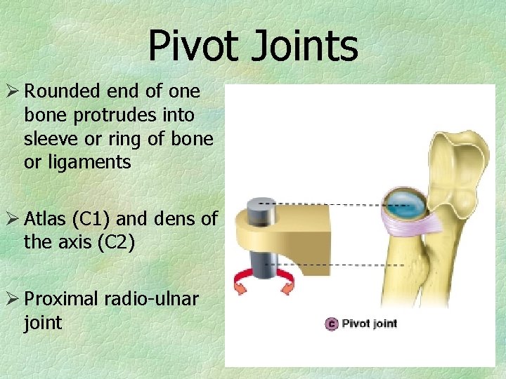 Pivot Joints Ø Rounded end of one bone protrudes into sleeve or ring of