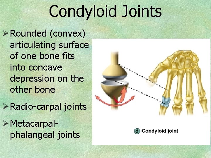 Condyloid Joints Ø Rounded (convex) articulating surface of one bone fits into concave depression
