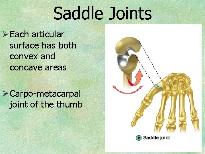 Saddle Joints Ø Each articular surface has both convex and concave areas Ø Carpo-metacarpal