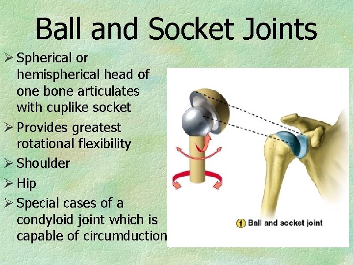 Ball and Socket Joints Ø Spherical or hemispherical head of one bone articulates with