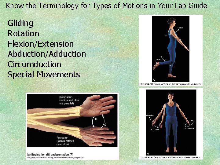 Know the Terminology for Types of Motions in Your Lab Guide Gliding Rotation Flexion/Extension