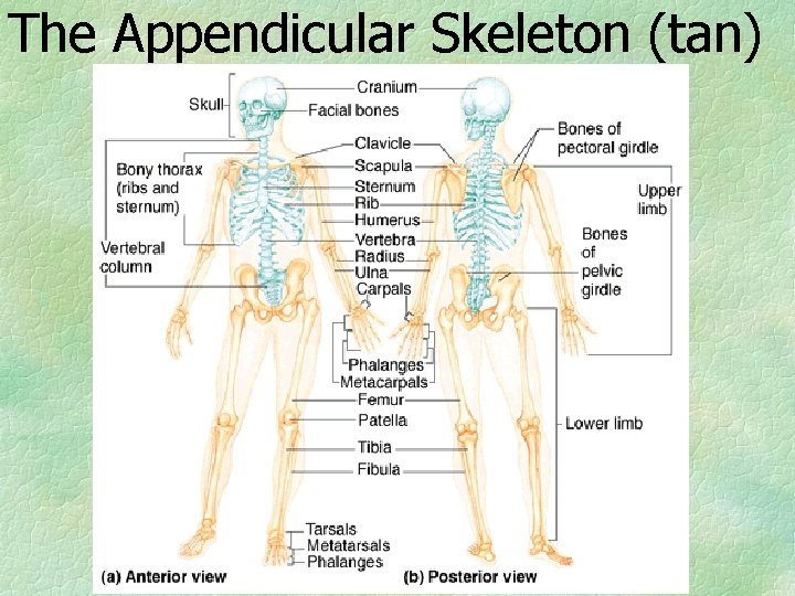 The Appendicular Skeleton (tan) 