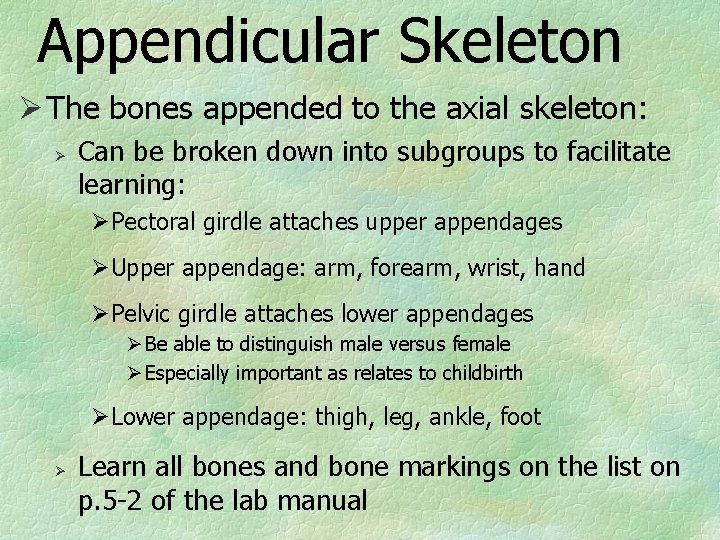 Appendicular Skeleton Ø The bones appended to the axial skeleton: Ø Can be broken