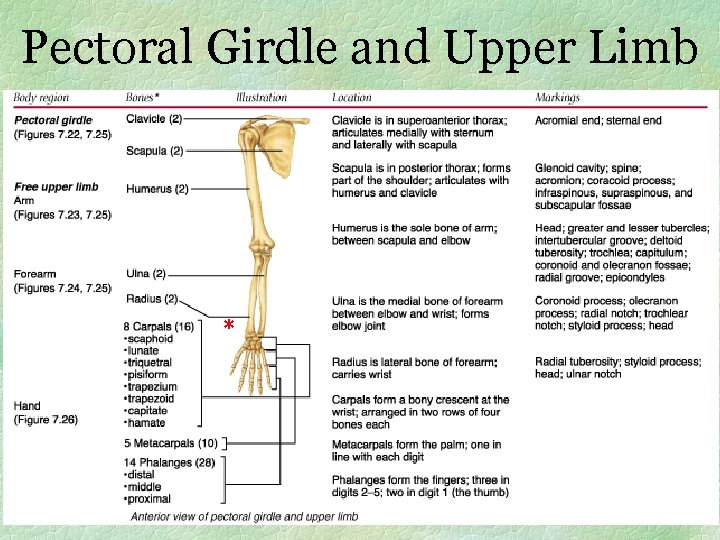 Pectoral Girdle and Upper Limb * 