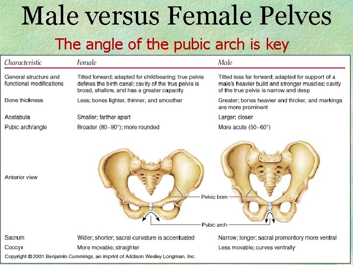 Male versus Female Pelves The angle of the pubic arch is key 