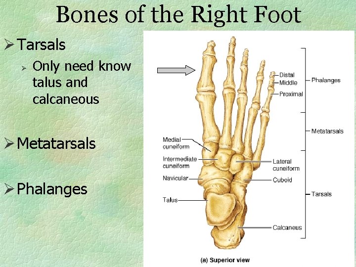Bones of the Right Foot Ø Tarsals Ø Only need know talus and calcaneous