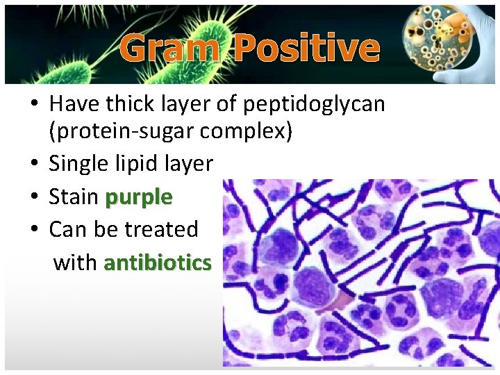 Gram Positive • Have thick layer of peptidoglycan (protein-sugar complex) • Single lipid layer