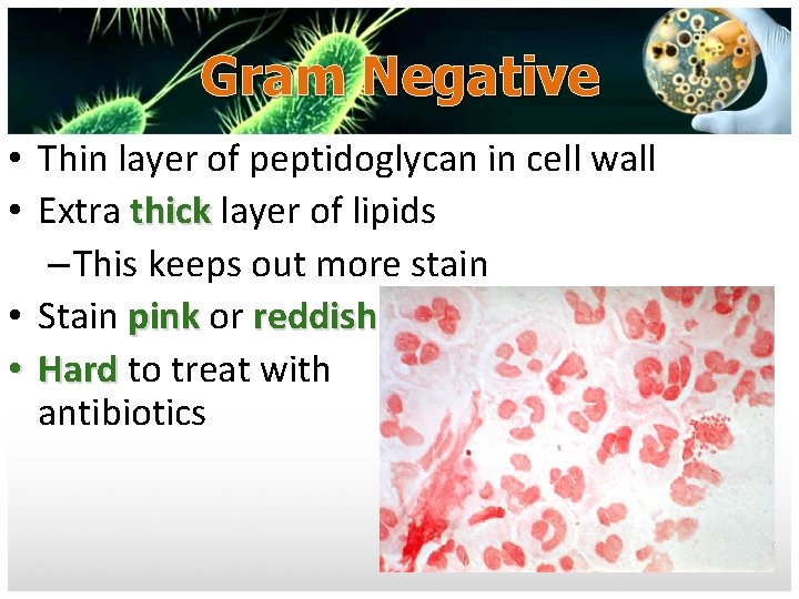 Gram Negative • Thin layer of peptidoglycan in cell wall • Extra thick layer