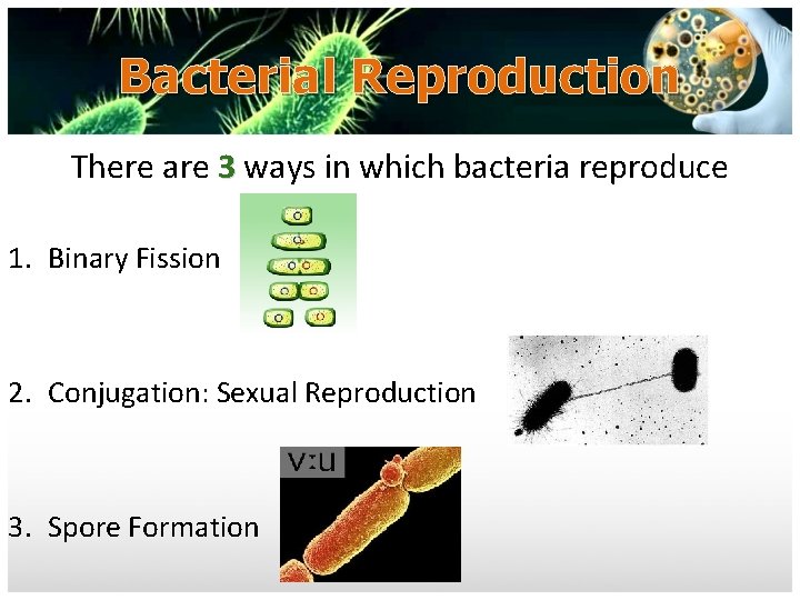 Bacterial Reproduction There are 3 ways in which bacteria reproduce 1. Binary Fission 2.