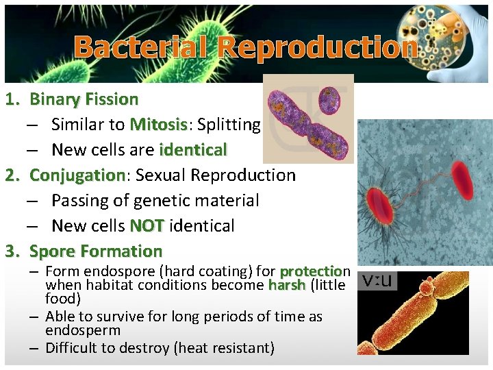 Bacterial Reproduction 1. Binary Fission – Similar to Mitosis: Mitosis Splitting – New cells