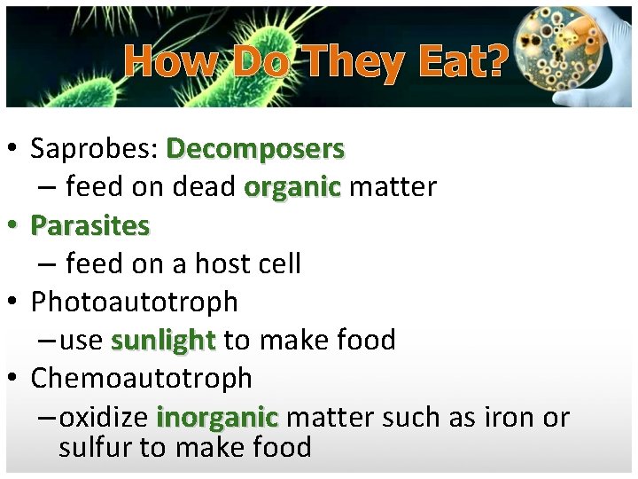 How Do They Eat? • Saprobes: Decomposers – feed on dead organic matter •